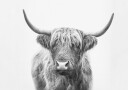 Highland Bull Plakat / 21x30