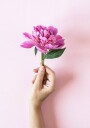 Holding Pink Peony Flower Plakat Plakat / 100x150cm