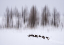Winter in Hokkaido Plakat Plakat / 70x100cm