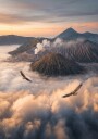 Eagles Fly Free Plakat Plakat / 40x50cm