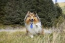 Blåprikket Hund- Og Katteslips