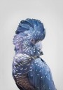 Black Cockatoo Plakat / 70x100cm