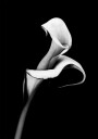 Calla Lily Plakat Plakat / 50x70cm