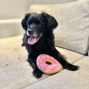 Søt Donut Hundeleke 13Cm