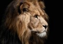 Majestic Lion Profile Plakat / 50x70