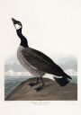 Hutchins's Barnacle Goose From Birds of America 1827 Plakat Plakat / 30x40cm