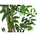 Europalms Ficus Longifolia Artificial Plant, 165cm