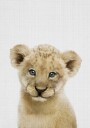 Sweet Lion Cub Plakat / 50x70