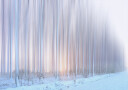 a curtain of trees Plakat Plakat / 100x150cm