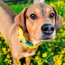 Kusse & Kutta Kusse&Kutta Hundhalsband Bred Modell Solsikke (7)