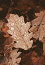 Dew Dappled Autumn Leaves Plakat Plakat / 100x150cm