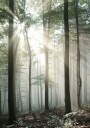 Light Through Trees Plakat Plakat / 70x100cm
