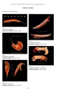 British Coleoptera Larvae
