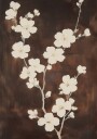 White Cherry Blossom Brown Background Plakat Plakat / 21x30cm
