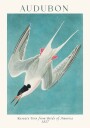 Roseate Tern from Birds of America Audubon Plakat Plakat / 21x30cm