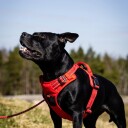 Feel Active Training Hundesele Rød Xs 