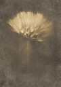 Mysterious Days Plakat Plakat / 40x50cm