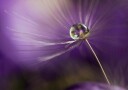 In shades of purple Plakat / 70x100cm