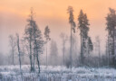 Frosty morning Plakat Plakat / 30x40cm