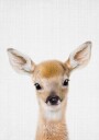 Peekaboo Baby Deer Plakat Plakat / 50x70cm