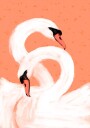 Graceful Swans Plakat Plakat / 30x40cm