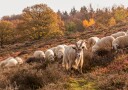 Autumn Goat and Sheep Plakat / 40x50