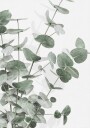 Eucalyptus_003  Poster Plakat / 40x50cm
