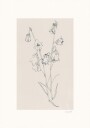 Bellflowers ink drawing Poster Plakat / 21x30cm