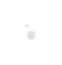 Aesop Parsley Seed Facial Cleanser 100 ml