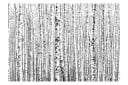Fototapet Birch Forest 100x70 - Artgeist sp. z o. o.