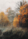 Autumn Forest Plakat Plakat / 50x70cm