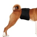 Sort Boyband Til Hund