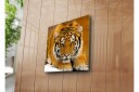 Lerretsbilde 45x45 cm Tiger ligger på snøen med intenst blikk Oransje / Svart / Hvit