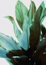 Green Leaves Plakat Plakat / 100x150cm