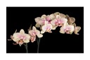 Fototapet Blooming Orchid 450x270 - Artgeist sp. z o. o.