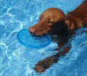 Blå Myk Frisbee Til Hund