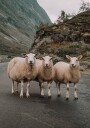 Three Sheep in Mountain Landscape Plakat Plakat / 70x100cm