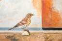 Wildlife Garden DecoBirds Håndskåret Fugl Måltrost