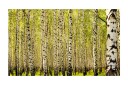 Fototapet Bjørkeskog 450x270 - Artgeist sp. z o. o.