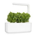 Click and Grow Smart Garden Refill 3-pack Dwarf Basil SGR21X3