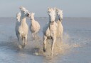horses Poster Plakat / 100x150cm
