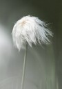 Cottongrass Plakat Plakat / 100x150cm