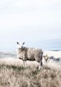 White Sheep in Field Plakat Plakat / 50x70cm