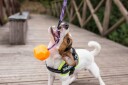 Julius K9 Hundehalsbånd med Borrelås - Lysemitterende Etiketter
