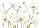 Ox eye Daisies Poster Plakat / 40x50cm