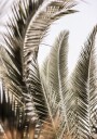 Whispers of Palms Plakat / 50x70cm