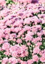 Pink Mums Plakat Plakat / 21x30cm