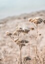 Dried Flowers Plakat Plakat / 70x100cm