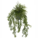Mr Plant Rhipsalis Hengeplante