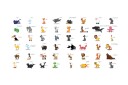 Fototapet XXL Learning By playing Animals 550x270 - Artgeist sp. z o. o.